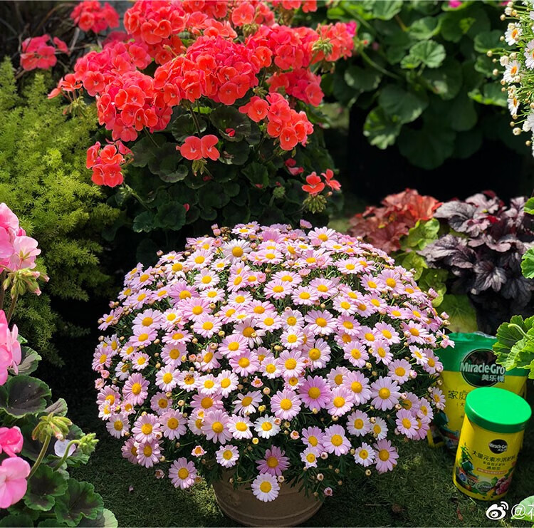 糖果菊种子玛格丽特花盆栽种子小雏菊蓝玛茼蒿千头菊四季带糖果庭院
