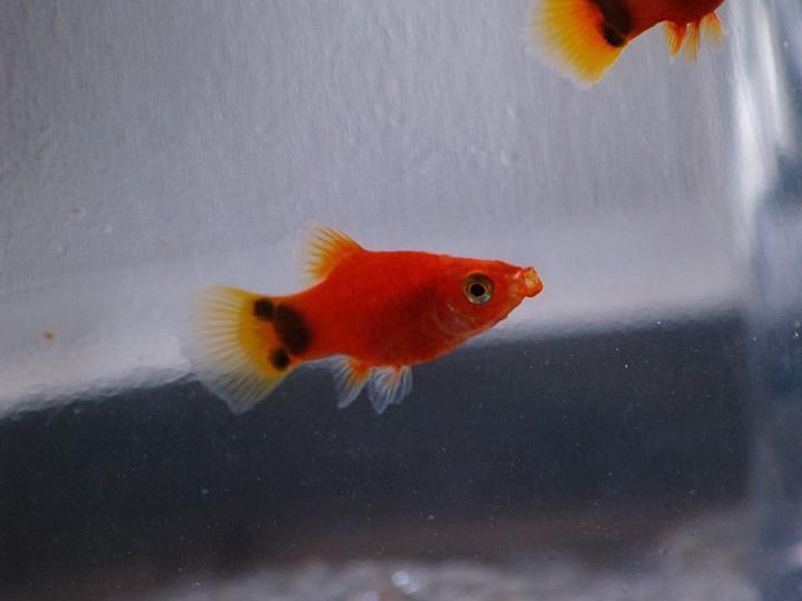 米奇鱼 月光鱼 胎生鱼 小型鱼 观赏鱼 热带鱼 好养活新手鱼 红米奇10