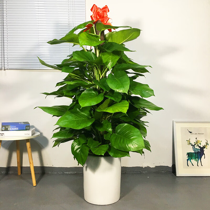 6-1.8米黑螺纹绿萝柱 超大绿萝 含盆【图片 价格 品牌 报价】-京东