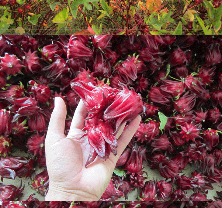 【农友】玫瑰茄苗洛神花苗红桃k苗带育苗袋泥土发货新奇植物花卉t10