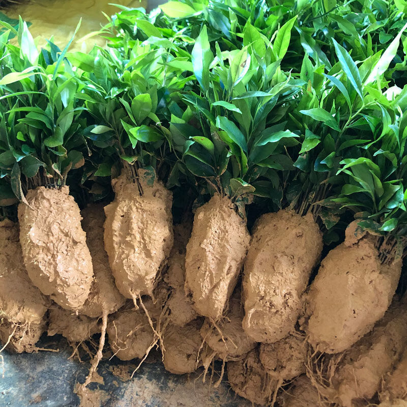 nsour奇楠沉香小苗沉香芽苗绿奇楠沉香幼苗沉香种子名贵树木存活率高