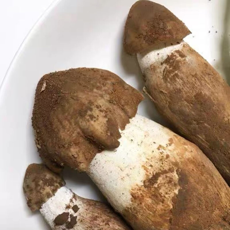 新鲜鸡枞菌云南鸡枞鸡棕斗鸡菇伞把菇半开伞菌新鲜鸡纵 500g 1000g