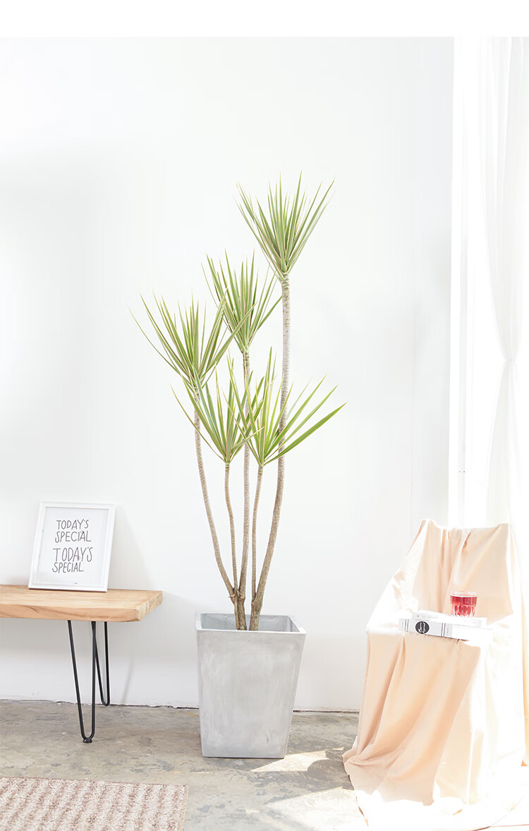 新款pottedplant大型绿植北欧网红千年木马尾铁造型盆栽含盆 金边160