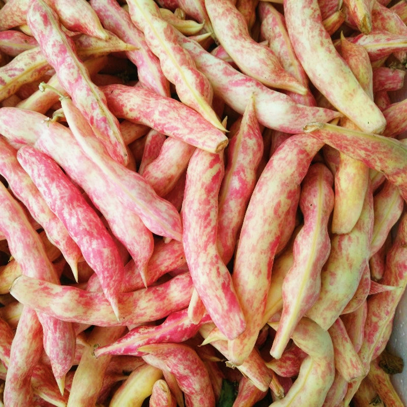 顺丰东北新鲜黄金勾现摘油豆角八月忙面豆角股豆开锅5斤