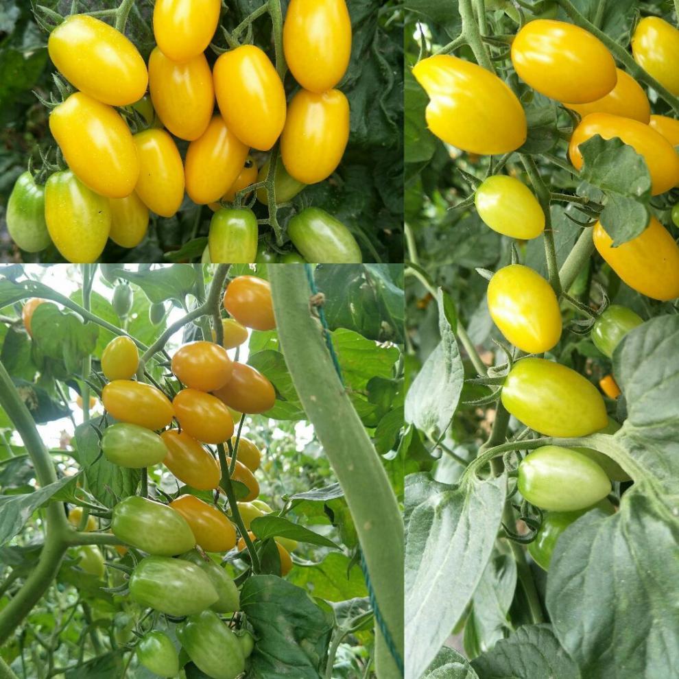 东北黑土地黄罗曼柿子黄柿子皮薄肉嫩低糖多汁现摘现发3斤黄罗曼番茄