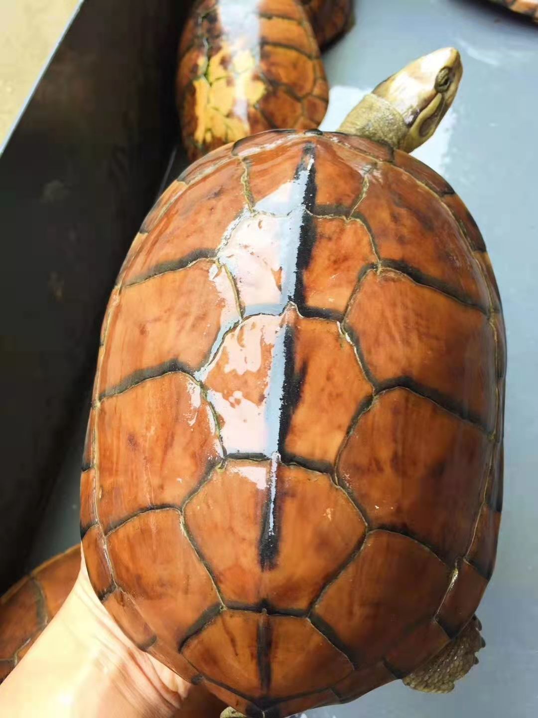 金线长寿龟 南石龟苗 纯南种石金线龟活体镇宅招财宠物龟粮 两只 产蛋