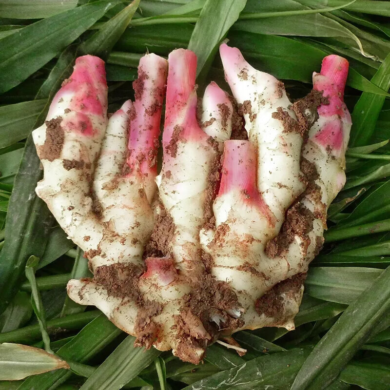 嫩姜生姜新鲜仔姜子姜5/9斤现挖姜生泡菜糖醋红芽姜新鲜蔬菜3 2500g