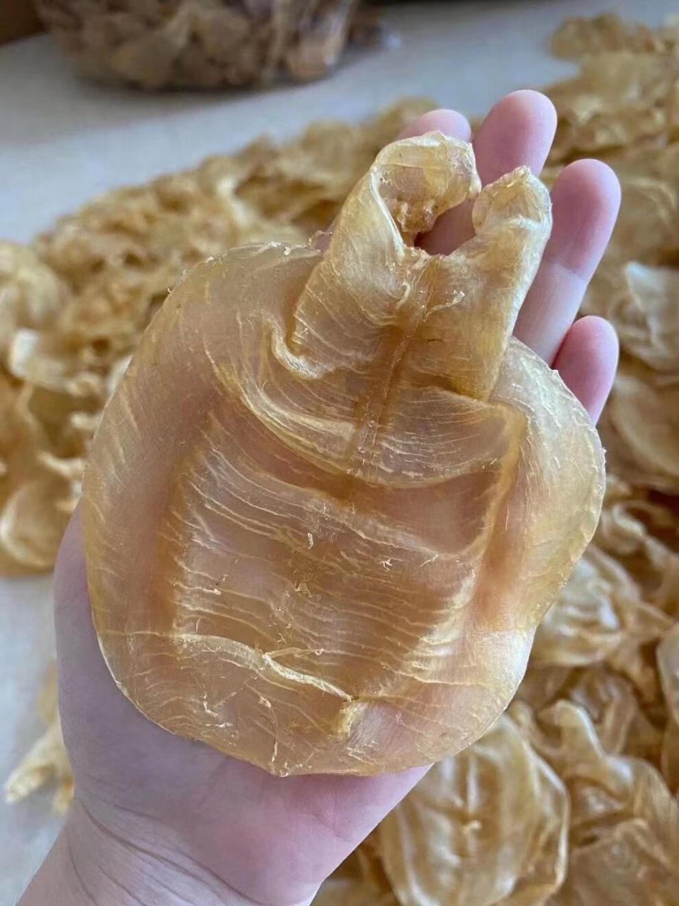 干货大号陈年蜘蛛老鱼胶花胶鱼鳔鱼肚泡滋补美容养颜 越南蜘蛛胶150g