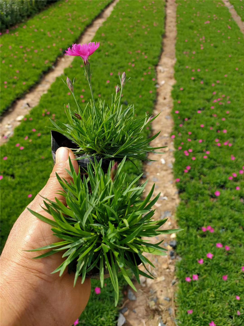 欧石竹花苗开花草坪山东青州耐寒盆栽花卉庭院四季常绿宿根多年生虎雀