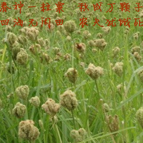 广西特产鸭脚粟龙爪粟 鸡爪粟 拳头栗 红粟米掺子5斤