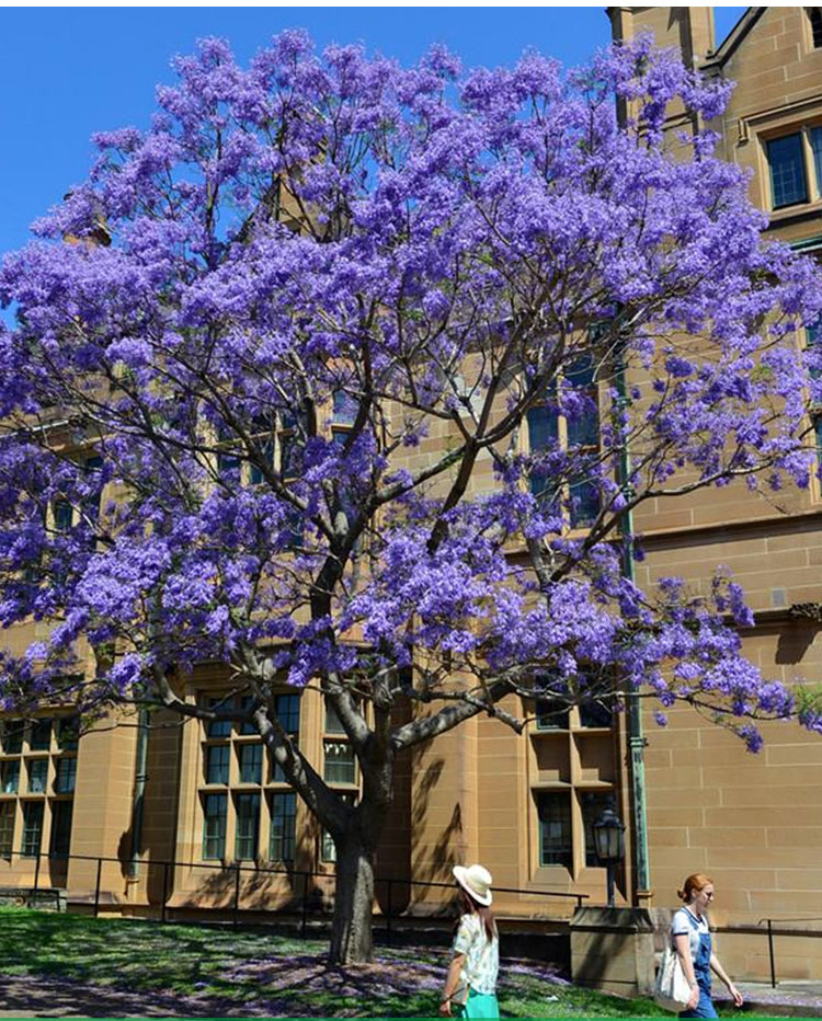 多瑙梦蓝花楹树苗别墅庭院名贵风景树园林人行道珍稀绿化树木门前花