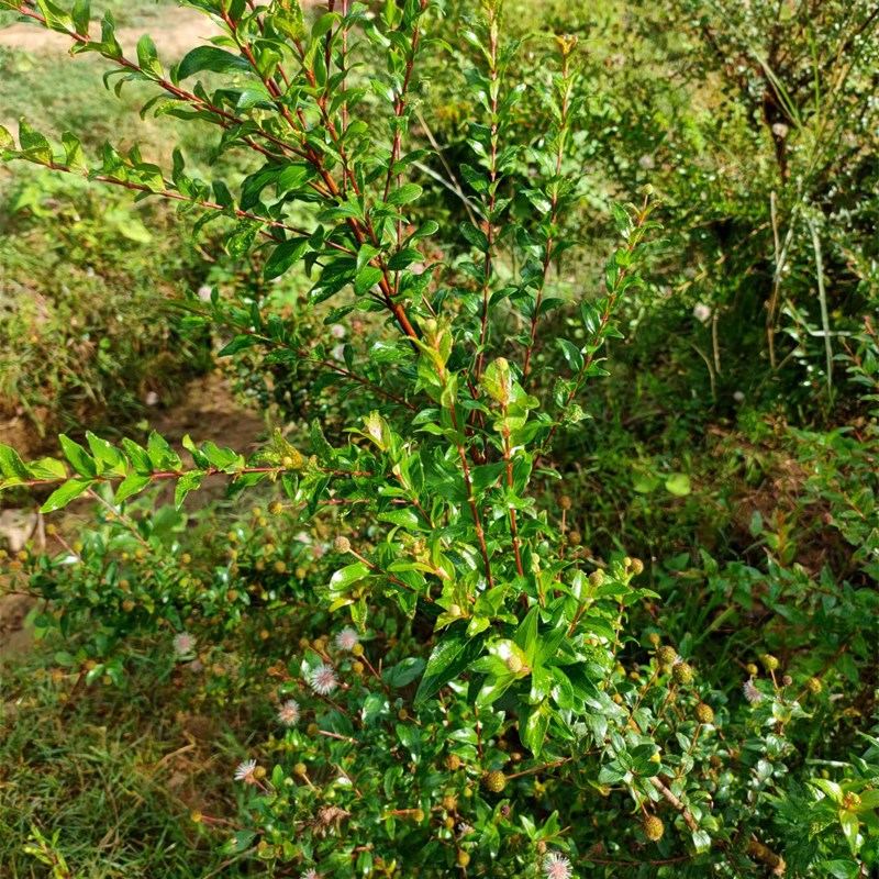 水杨梅鱼缸造景提跟小老桩趣味观赏绿植物树桌面水培土培假山造景 浅