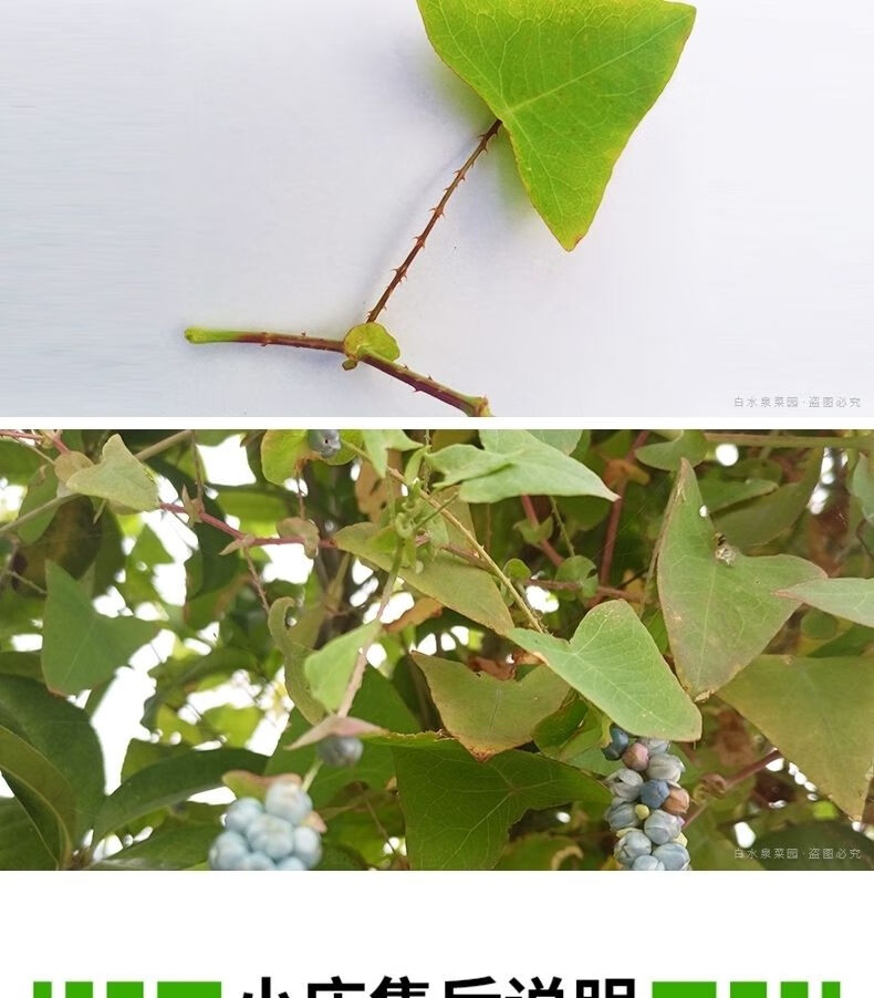 野生杠板归新鲜蛇倒退现挖河白草刺头犁老虎利猫爪刺蛇牙草 【纸箱