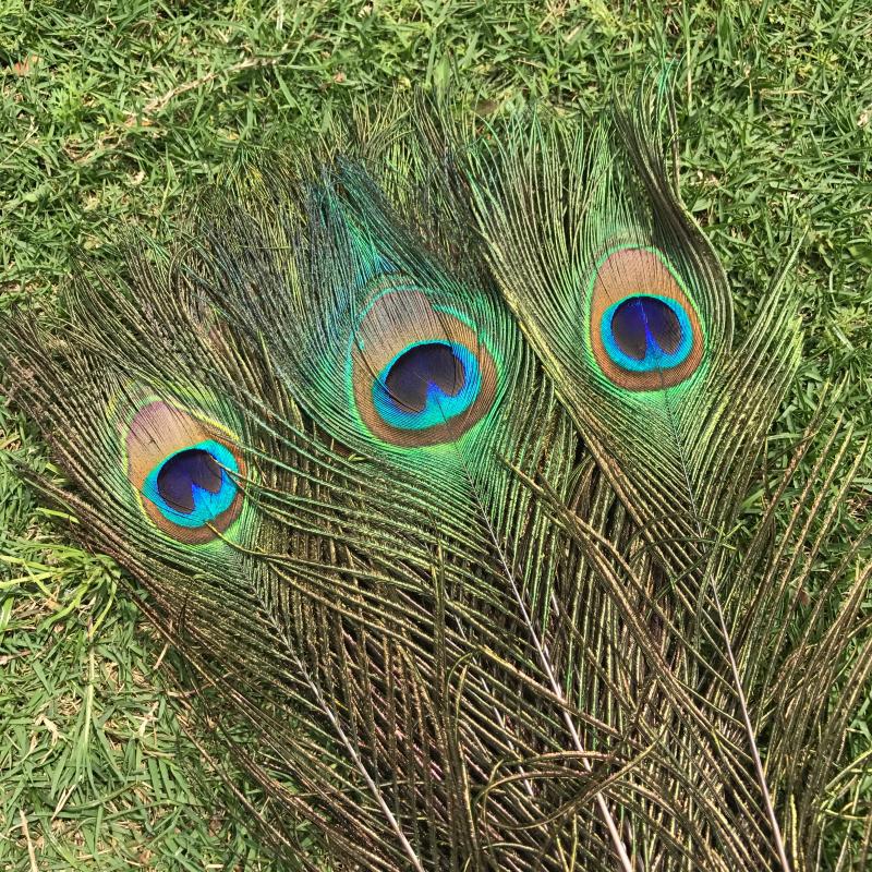 孔雀尾天然真孔雀羽毛家居摆件大眼睛孔雀毛客厅花瓶装饰品孔雀翎尾毛
