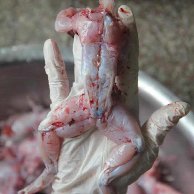 鲜活新鲜养殖牛蛙现杀大牛蛙肉下单现杀纯肉重量去头去皮去内脏2斤