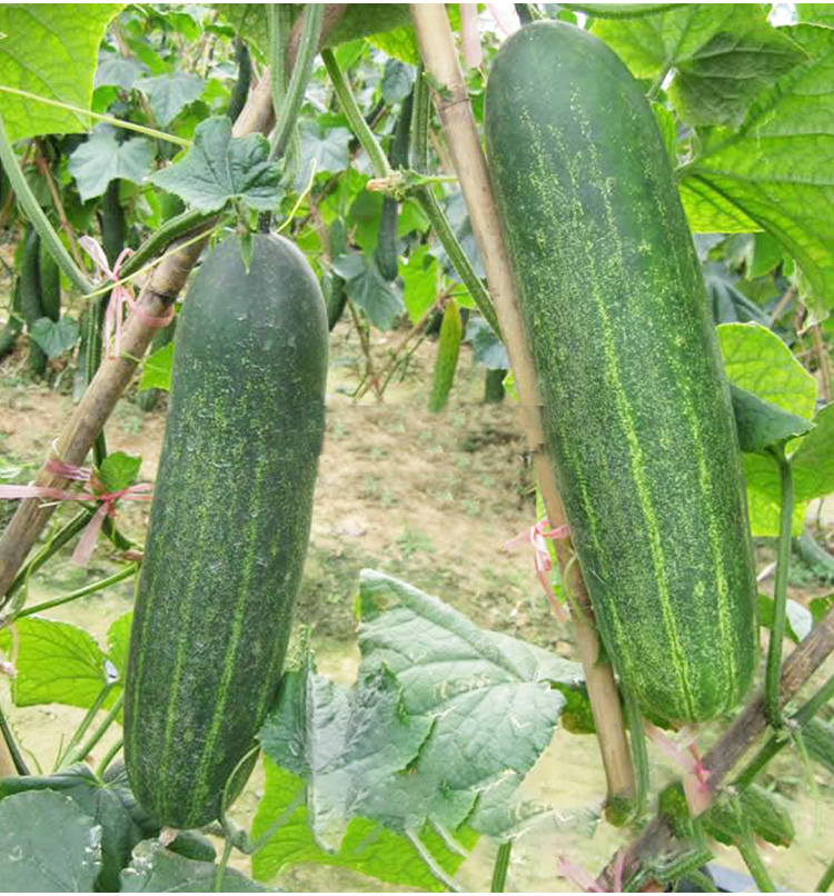金枝恋 农家宝908大吊瓜种子花皮青皮青瓜黄瓜种籽广东审定品种春季四