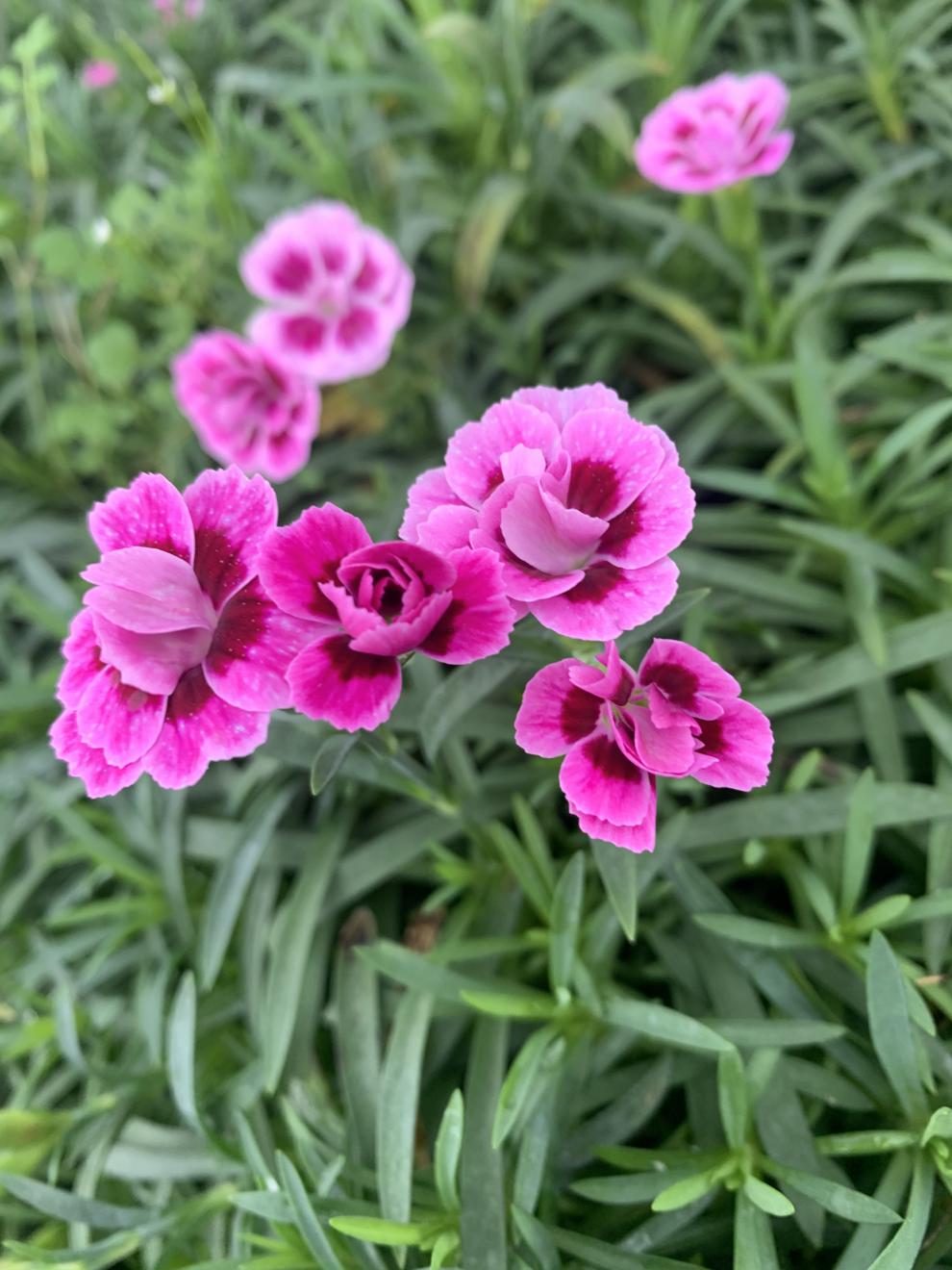 欧石竹初吻盆栽花苗地被绿植庭院草坪d7初吻1盆含盆