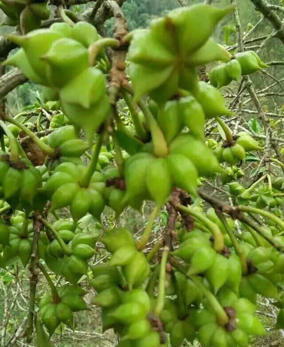智德沃叶面肥八角专用肥药保花保果炭疽病卷叶落叶掉果黄叶疫病水溶