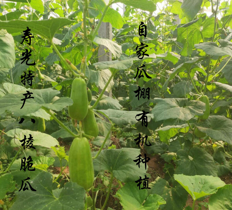 山东八棱脆瓜菜瓜烧瓜无糖水果玉女瓜新鲜现摘五斤装 2250g 青龙脆瓜