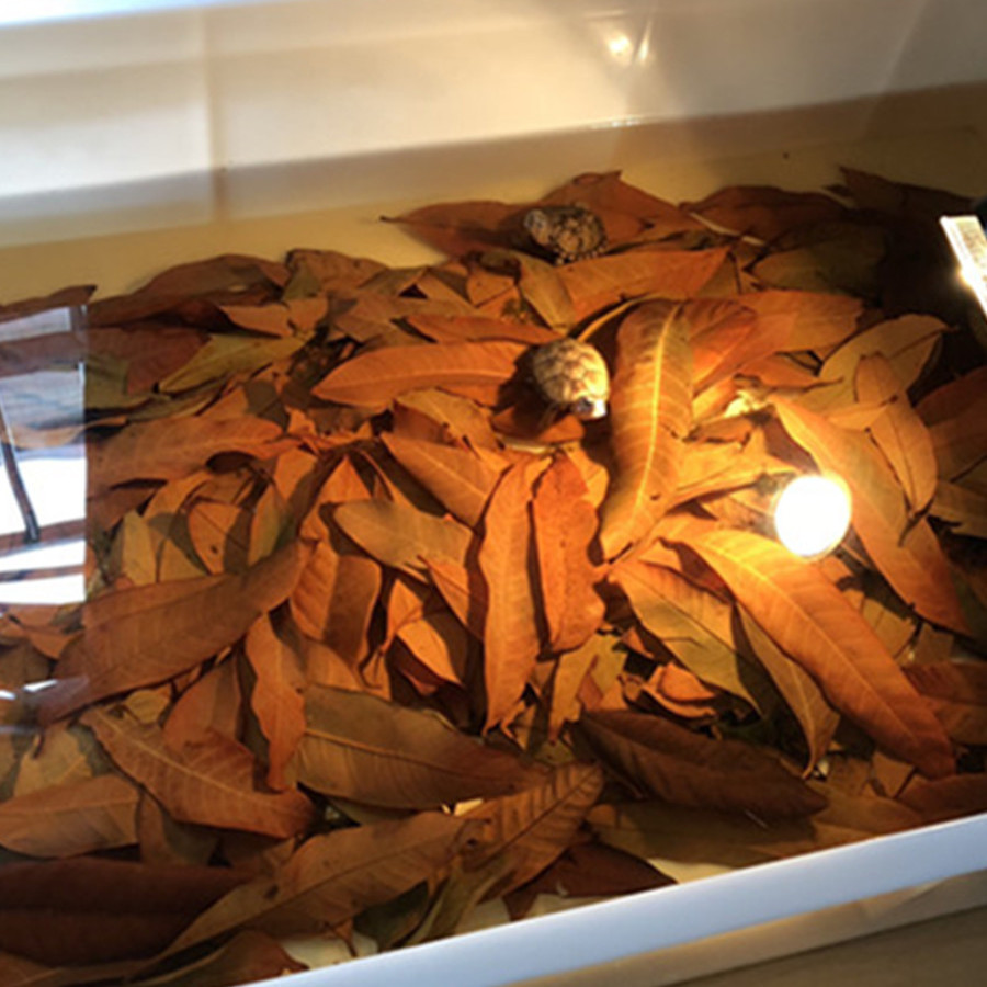 野生龙眼叶养龟仿原生态养龟石峡龙眼叶净化水质环境装饰造景躲避 草