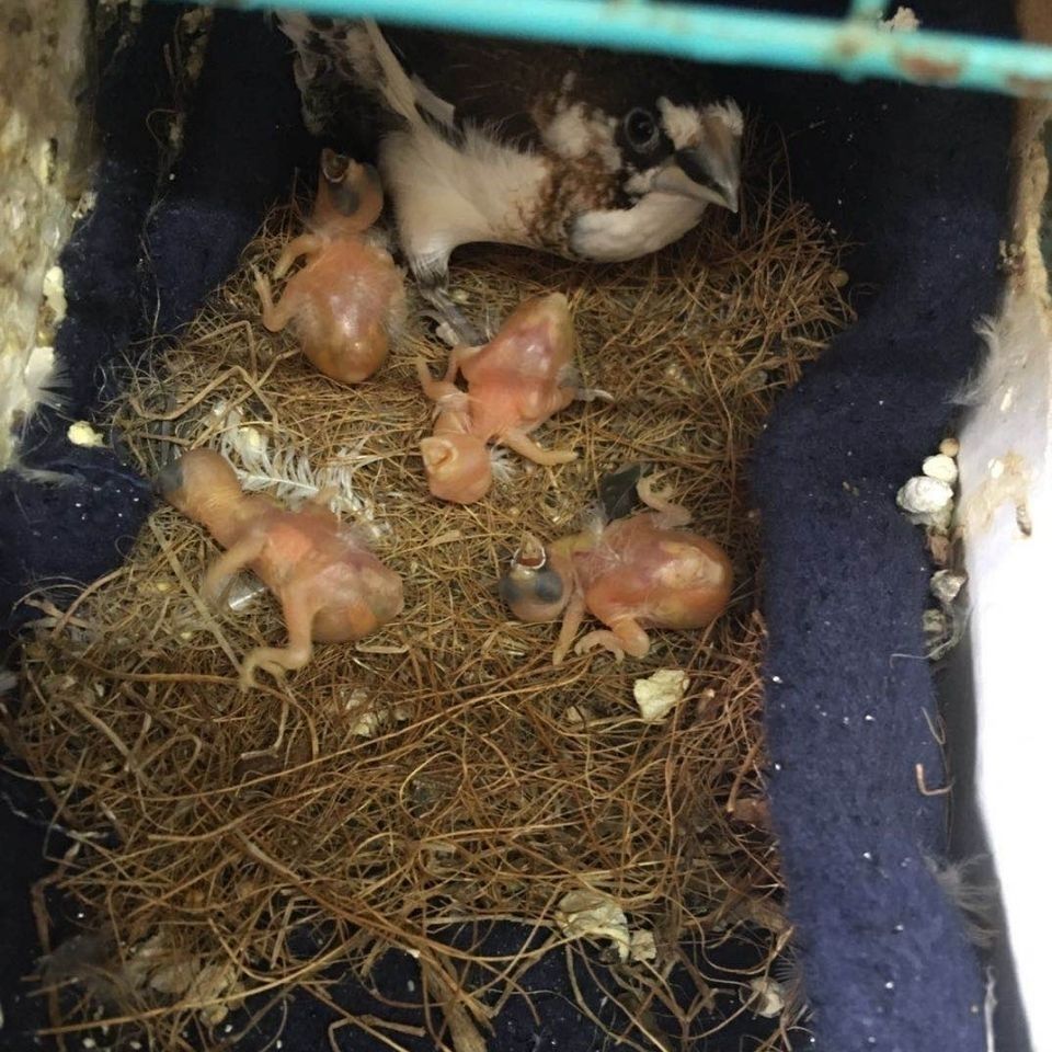 ajaj十姐妹保姆鸟活鸟一对繁殖鸟活宠物家养观赏特色背心菊花顶 黑白