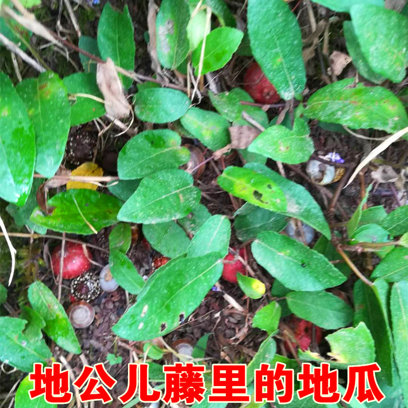 四川新鲜地果地枇杷满地青藤地胆紫过山龙匐地龙500g