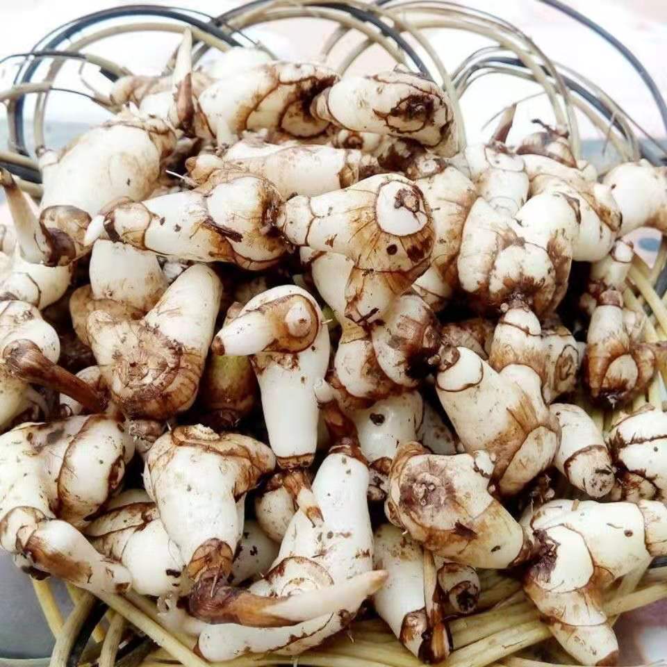 白芨云南精选白芨片药用级正宗旱白芨白芨三叉白及白芨粉崇妙 旱白芨