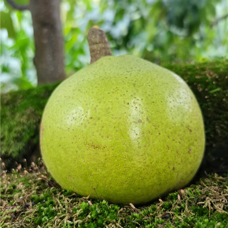 小城伊香(xiaochengyixiang)云南呈贡万溪冲宝珠梨现摘现发脆甜大果