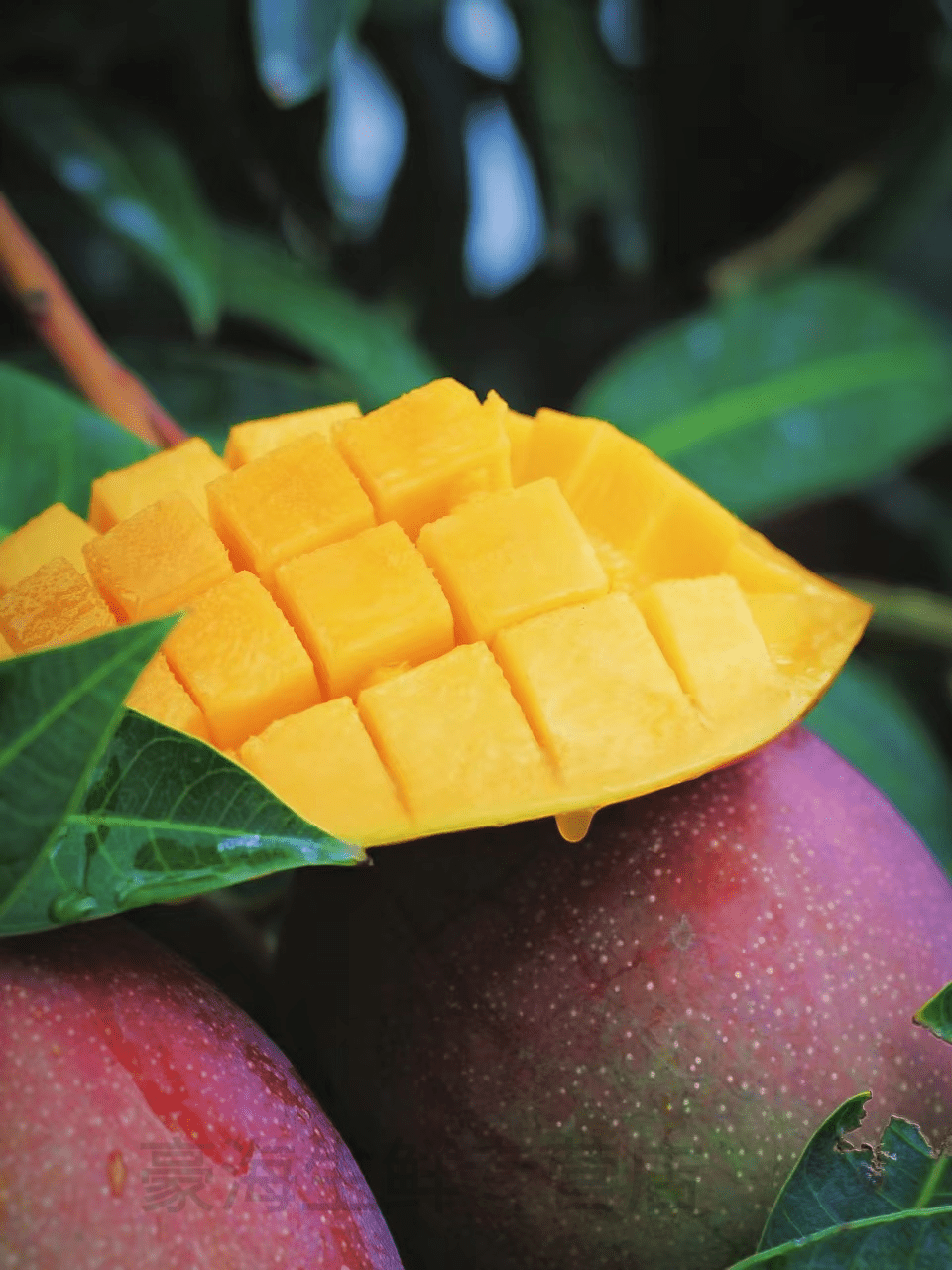 2022头茬果顺丰速运攀枝花阳光爱文芒果新鲜彩虹芒应当季现摘芒果新鲜