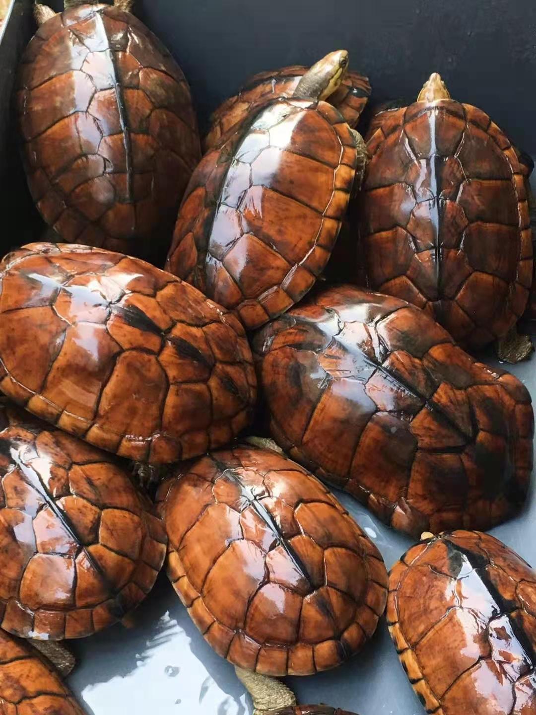 金线长寿龟 南石龟苗 纯南种石金线龟活体镇宅招财宠物龟粮 八只 产蛋