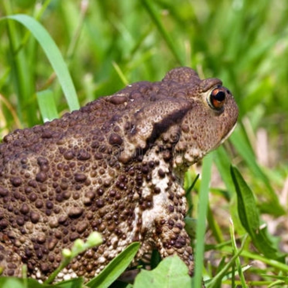 伟博活蟾蜍活癞蛤蟆活药用中华精品大蟾蜍蟾的大蛤蟆活大的 50只精品
