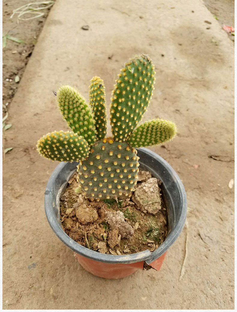 黄大刺仙人掌盆栽嫁接砧木三角柱箭嫁接蟹爪兰的仙人掌科植物 25厘米1