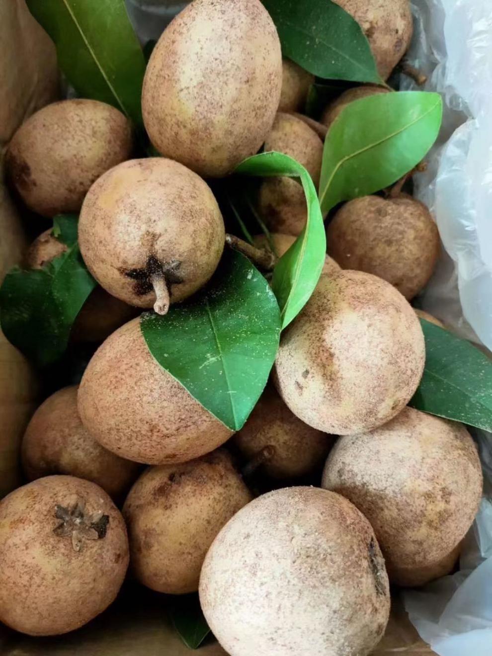 海南人心果养生圣果新鲜果园现摘非常甜热带水果稀奇稀有水果2斤装