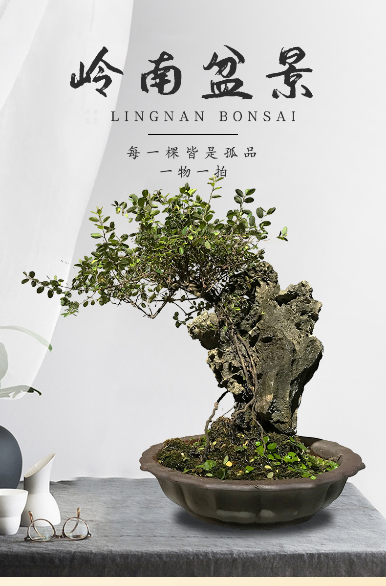 岭南附石盆景绿植花卉室内好养客厅抱石老树桩艺术盆栽送礼附石d12带