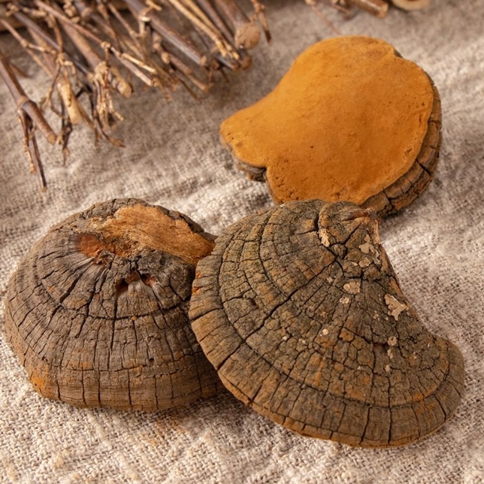 西藏金边桑黄桑黄桑树泡水桑黄黄金桑黄泡水西藏金边桑黄250克