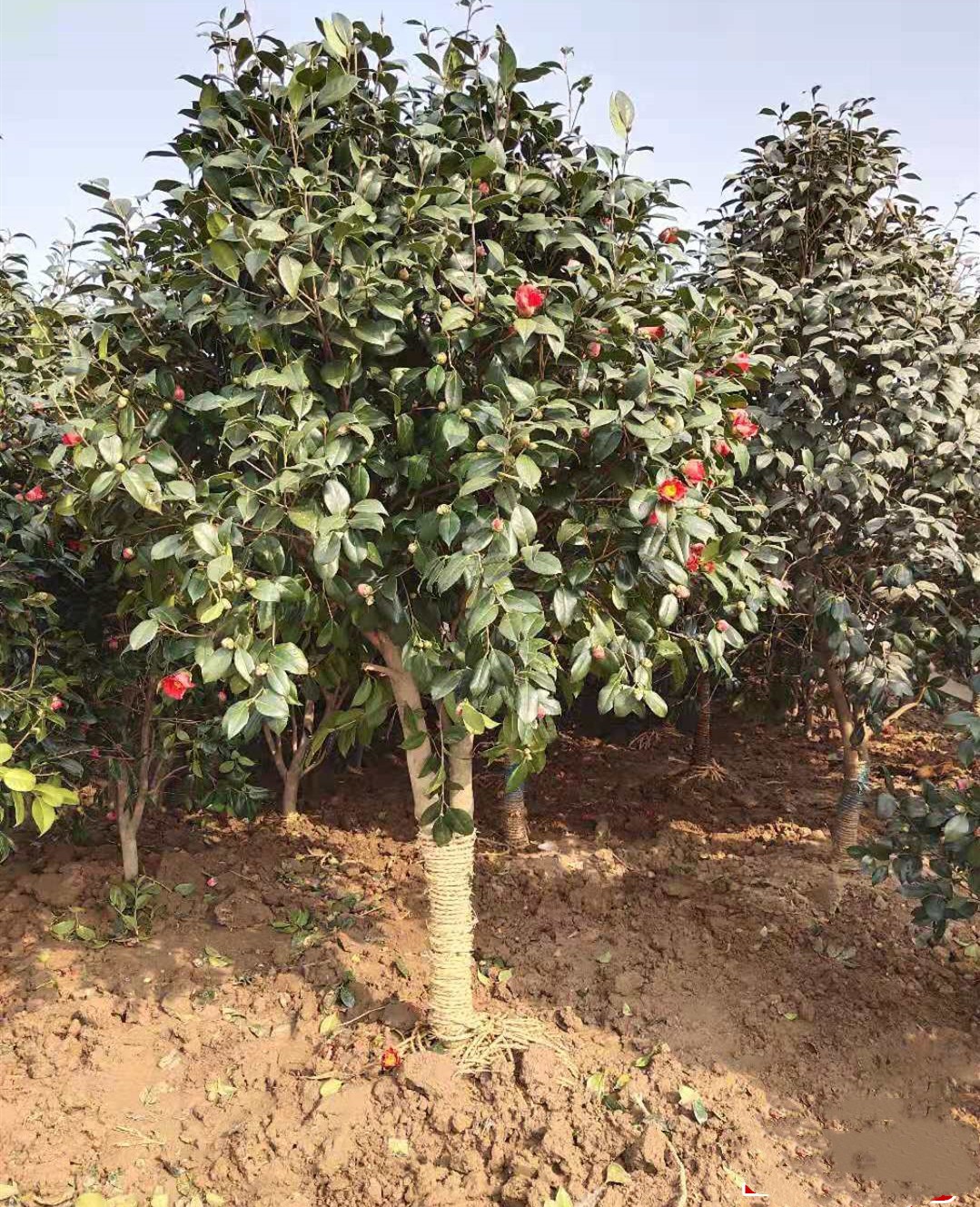 飞沭 山茶花耐寒红花茶梅树苗庭院别墅园林地栽高杆乔木茶花树四季观