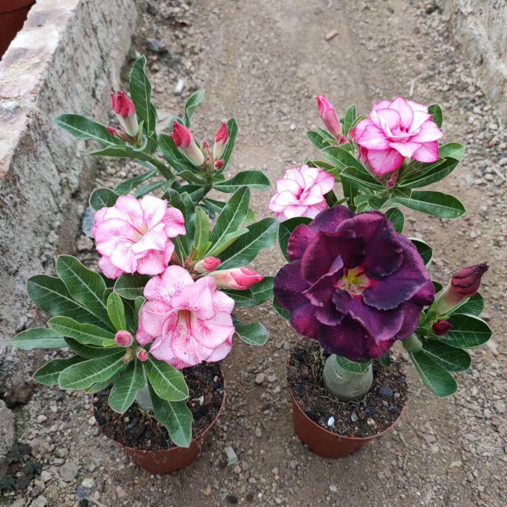 沙漠玫瑰盆栽 多肉植物 嫁接老桩多色花瓣带花苞发货四季开花 黑龙5