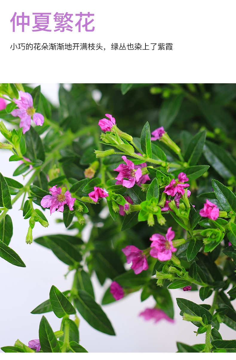 满天星盆栽带花苞四季开花不断植物室内阳台庭院好养易活观花花卉 大