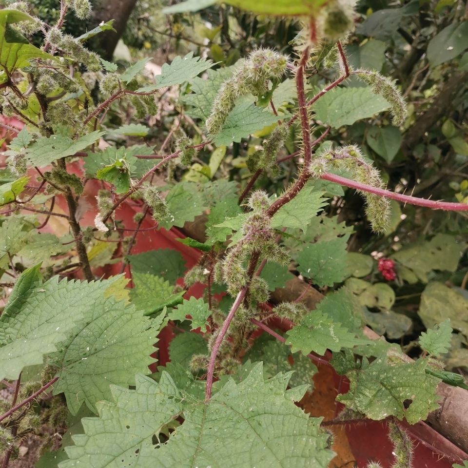 同仁堂授權店鋪 新鮮野生紅杆蕁麻草紅活麻紅霍麻草咬人草白豁麻綠杆