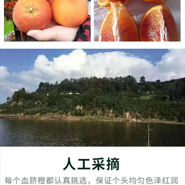 顺丰重庆长寿湖血脐玫瑰香血橙塔罗科血脐并非四川资中塔罗科血橙