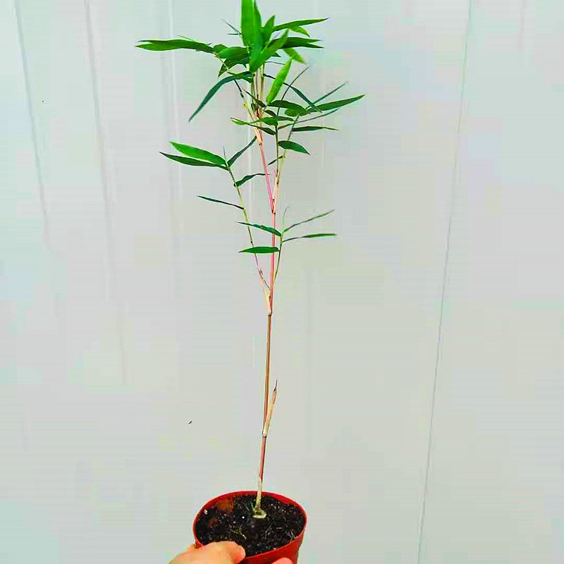 小琴丝竹孝顺竹子文人竹苗板桥竹杆子有竖纹观赏竹绿植老桩盆景竹1盆