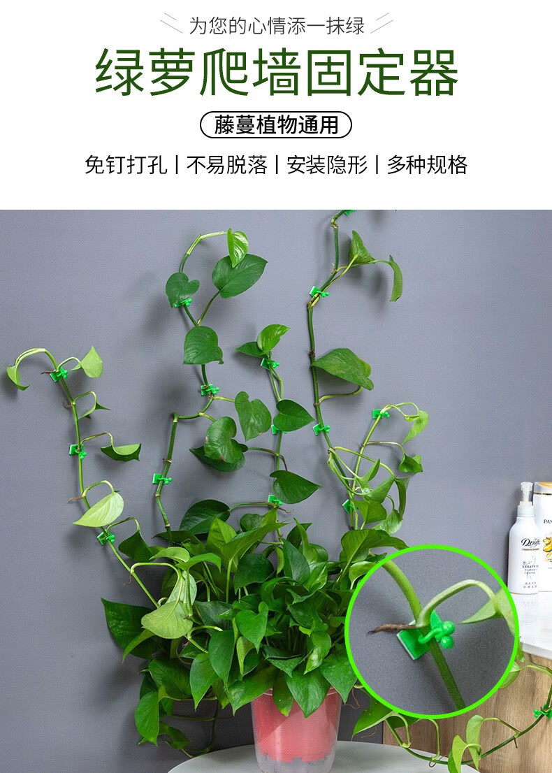 绿萝固定器爬藤植物家用爬墙爬上墙神器挂钩墙壁固定扣吸盘绿萝夹