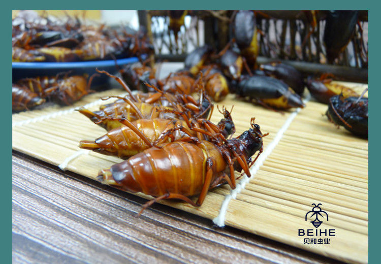 伟博沂蒙特产山山牛山水牛食用昆虫山虫牛公母水牛子