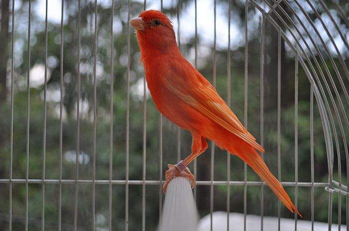 活体玉鸟活体白燕子鸣鸟小鸟雏鸟观赏鸟繁殖鸟辣椒红大公一只