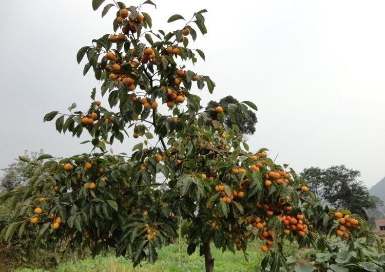 嫁接火晶柿日本脆甜柿南北方庭院种植果树苖当年结果特大黑柿子树水果