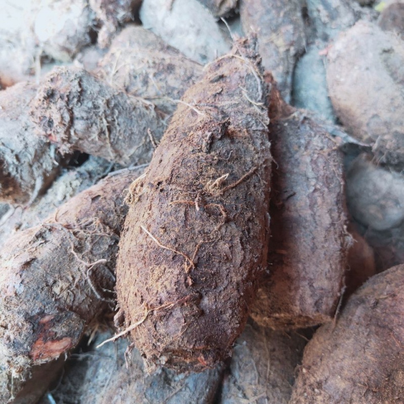 新鲜入地老鼠根 原材 茉莉花 根紫花 广东煲汤 钻地老鼠 实惠钻地老鼠