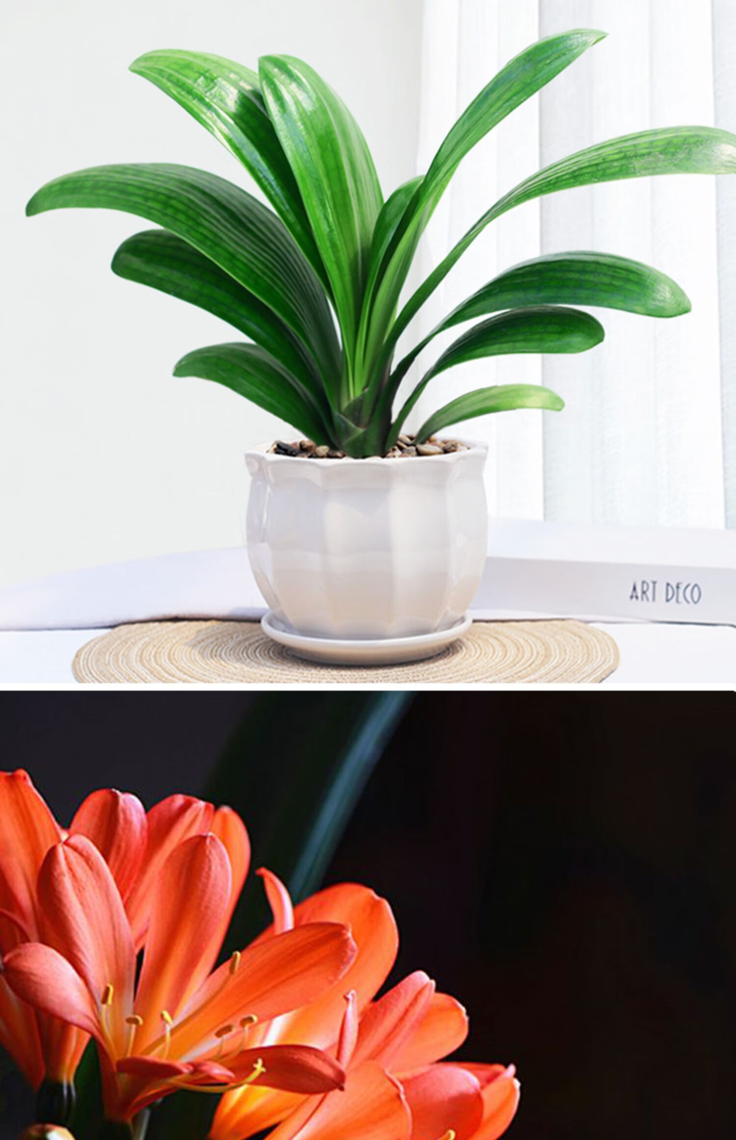 【心头肉】心头肉君子兰盆栽元宝君子兰开花植物室内自己常绿好养花卉