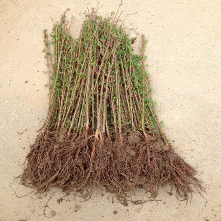 园林绿化苗木树苗庭院植物水杉树苗池杉苗水杉苗落羽杉苗行道树苗水杉