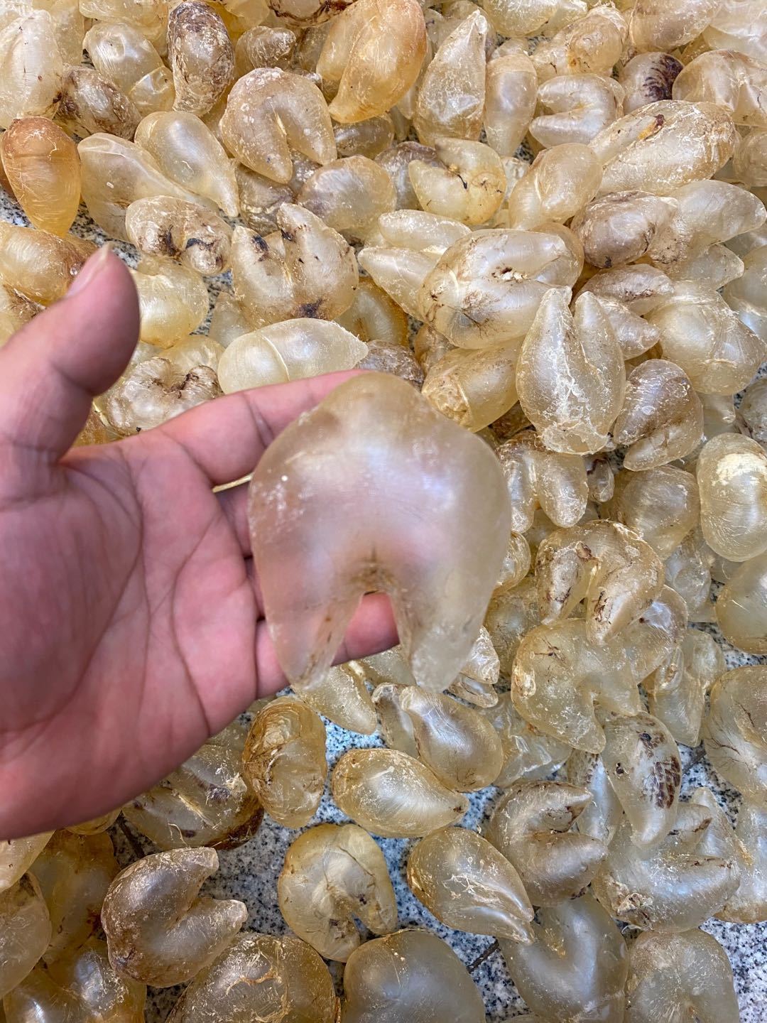 100头鸡泡胶干货刺龟肚鱼胶花胶龟胶鱼泡生仔神胶孕妇滋补 100克 500