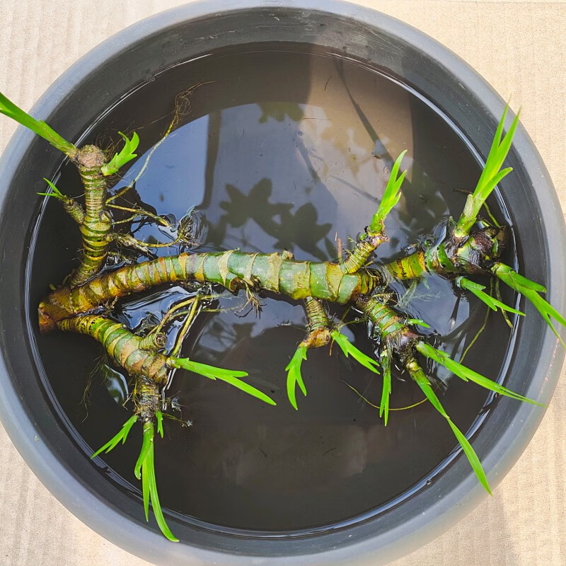 菖蒲水生植物花卉绿植水培微景观阳台龟缸水养盆栽盆景庭院绿植 根长